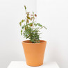 ROSAL COLECCIÓN MACETA 17CM