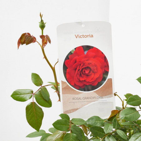 ROSAL COLECCIÓN MACETA 17CM