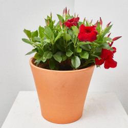 DIPLADENIA TARRINA 23CM COLGADOR