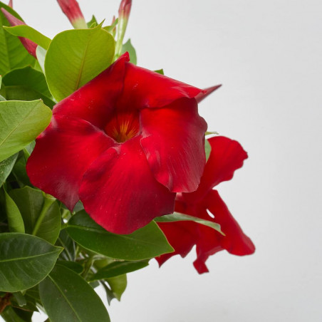 DIPLADENIA TARRINA 23CM COLGADOR