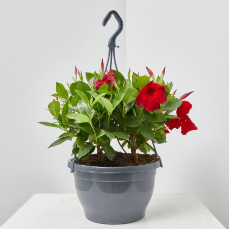 DIPLADENIA TARRINA 23CM COLGADOR