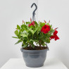 DIPLADENIA TARRINA 23CM COLGADOR