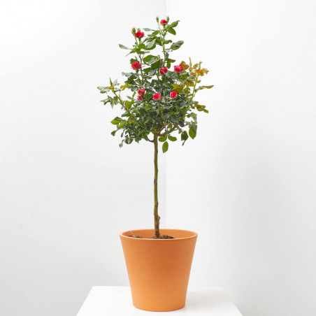 ROSAL ZEPETTI COPA MACETA 20CM