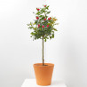 ROSAL ZEPETTI COPA MACETA 20CM