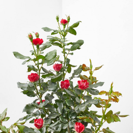 ROSAL ZEPETTI COPA MACETA 20CM