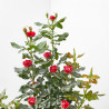 ROSAL ZEPETTI COPA MACETA 20CM