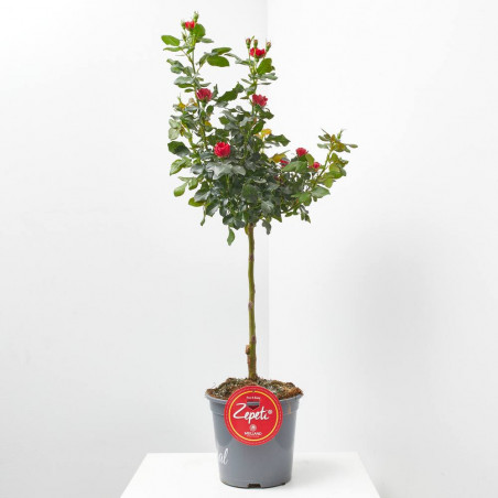 ROSAL ZEPETTI COPA MACETA 20CM