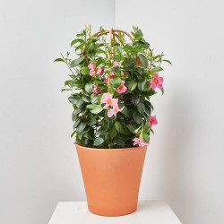 DIPLADENIA TRIPLE ARCO MACETA 27CM