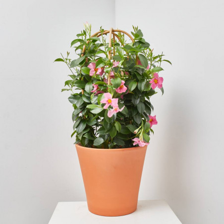 DIPLADENIA TRIPLE ARCO MACETA 27CM