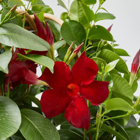 DIPLADENIA TRIPLE ARCO MACETA 27CM