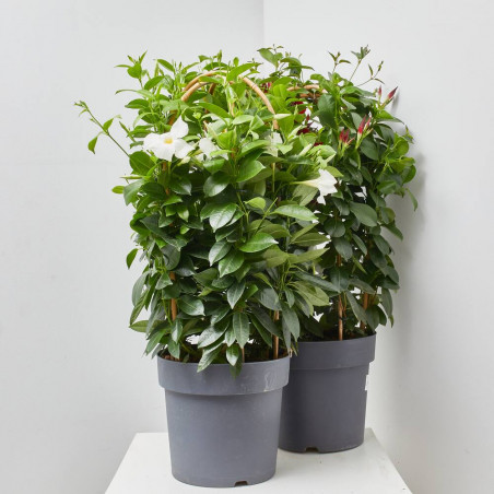 DIPLADENIA TRIPLE ARCO MACETA 27CM