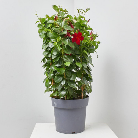 DIPLADENIA TRIPLE ARCO MACETA 27CM