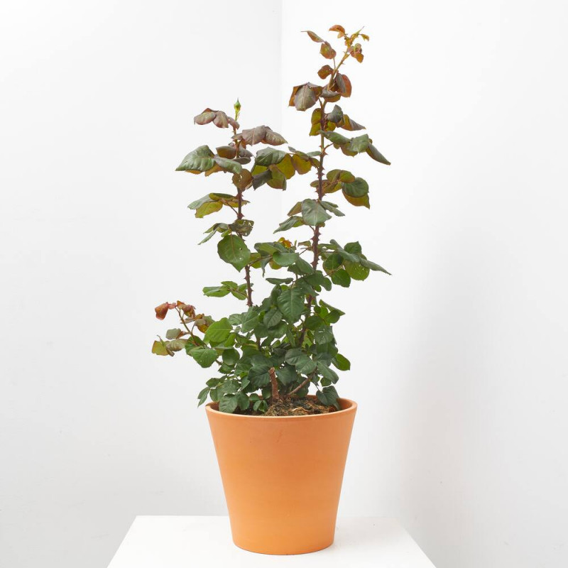 ROSAL MEILLAND MACETA 5L