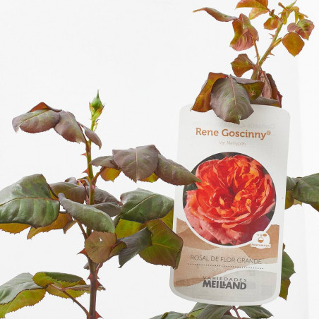 ROSAL MEILLAND MACETA 5L