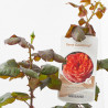 ROSAL MEILLAND MACETA 5L