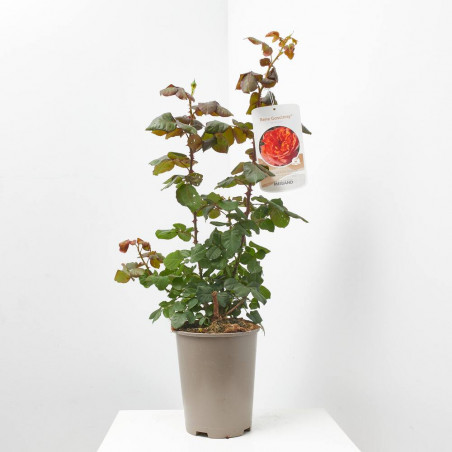 ROSAL MEILLAND MACETA 5L