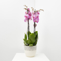ORQUÍDEA PHALAENOPSIS MACETA 17CM 4TALLOS