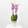 ORQUÍDEA PHALAENOPSIS MACETA 17CM 4TALLOS