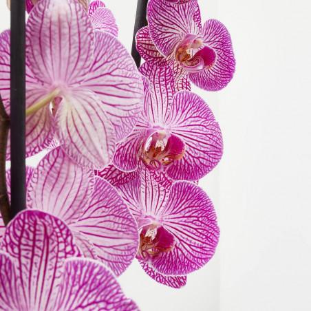 ORQUÍDEA PHALAENOPSIS MACETA 17CM 4TALLOS