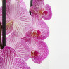 ORQUÍDEA PHALAENOPSIS MACETA 17CM 4TALLOS
