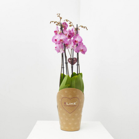 ORQUÍDEA PHALAENOPSIS MACETA 17CM 4TALLOS