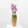 ORQUÍDEA PHALAENOPSIS MACETA 17CM 4TALLOS