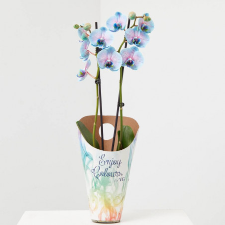 ORQUÍDEA PHALAENOPSIS TINTADA