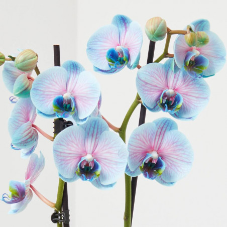 ORQUÍDEA PHALAENOPSIS TINTADA