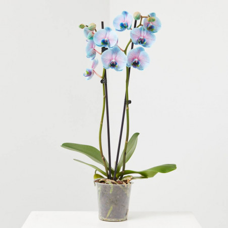 ORQUÍDEA PHALAENOPSIS TINTADA