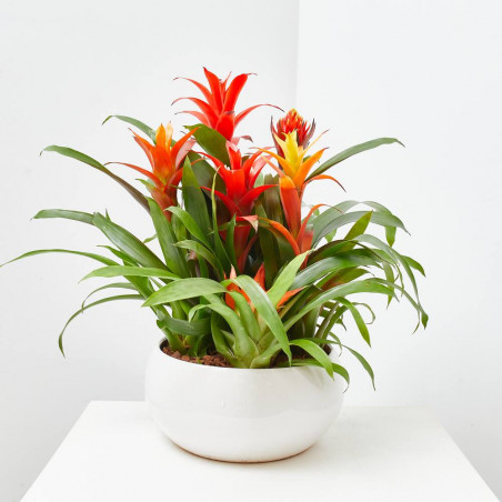 COMPOSICIÓN BROMELIAS 6 PLANTAS CERÁMICA.