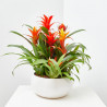COMPOSICIÓN BROMELIAS 6 PLANTAS CERÁMICA.