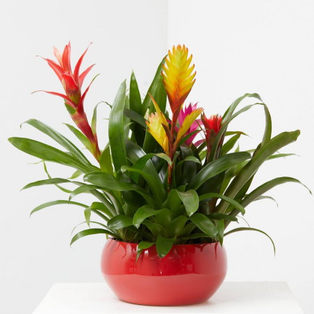 COMPOSICIÓN BROMELIAS 6 PLANTAS CERÁMICA.