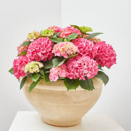 HORTENSIA VARIEDADES EN MACETA 25CM