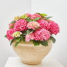 HORTENSIA VARIEDADES EN MACETA 25CM