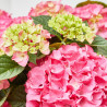HORTENSIA VARIEDADES EN MACETA 25CM