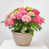 HORTENSIA VARIEDADES EN MACETA 25CM