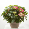 HORTENSIA VARIEDADES EN MACETA 25CM