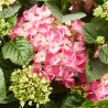 HORTENSIA VARIEDADES EN MACETA 25CM