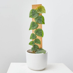 MONSTERA DUBIA MACETA 14CM