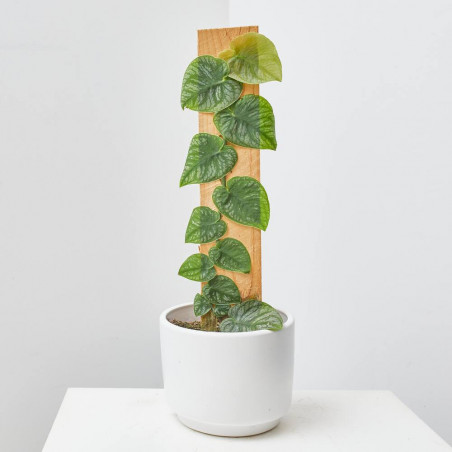 MONSTERA DUBIA MACETA 14CM