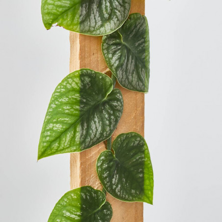 MONSTERA DUBIA MACETA 14CM