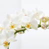 ORQUÍDEA PHALAENOPSIS 2 TALLOS MACETA 6CM