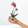 ORQUÍDEA PHALAENOPSIS 2 TALLOS MACETA 6CM