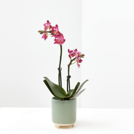 ORQUÍDEA PHALAENOPSIS 2 TALLOS MACETA 6CM