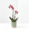 ORQUÍDEA PHALAENOPSIS 2 TALLOS MACETA 6CM