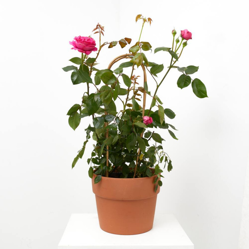 ROSAL PREMIUM ARCO MACETA 6L