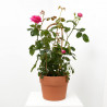 ROSAL PREMIUM ARCO MACETA 6L