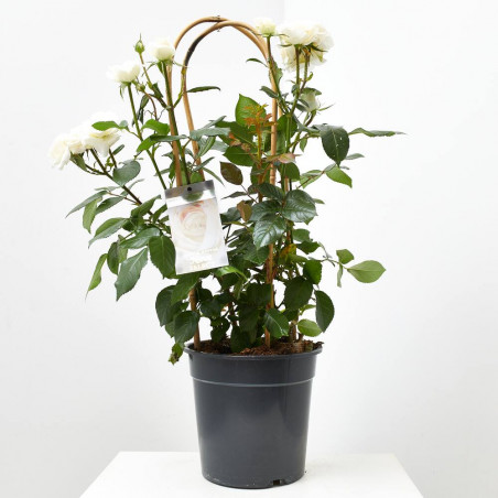 ROSAL PREMIUM ARCO MACETA 6L