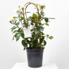 ROSAL PREMIUM ARCO MACETA 6L