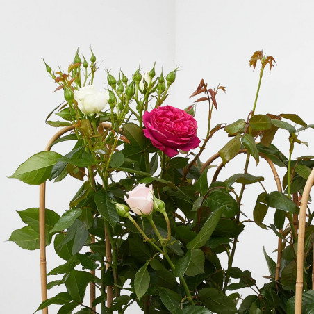 ROSAL PREMIUM ARCO MACETA 6L